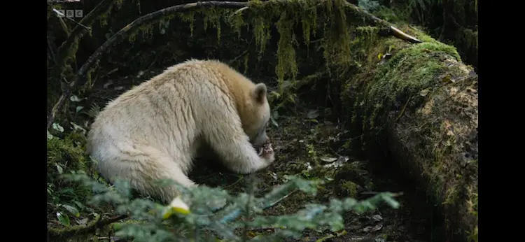 Kermode bear (Ursus americanus kermode) as shown in Planet Earth III - Forests